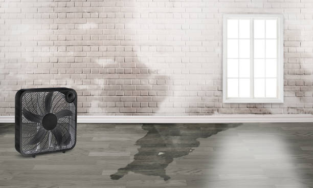 Best Flood damage cleanup  in Port Arthur, TX
